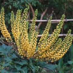 Mahonia media Charity - Mahoniestruik
