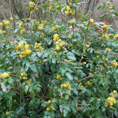 Mahonia aquifolium - Mahonie