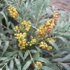 Mahonia confusa Nara Hiri - Chinese mahoniestruik