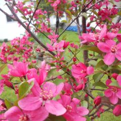 Malus Prairiefire - Sierappel