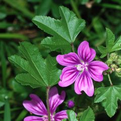 Groot kaasjeskruid - Malva sylvestris (zaad)