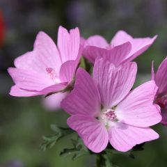 Malva moschata Rosea - Muskuskaasjeskruid