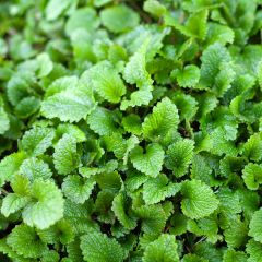 Citroenmelisse BIO - Melissa officinalis (zaad)