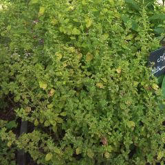 Citroenmelisse - Melissa officinalis