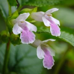 Melittis melissophyllum - Bijenblad