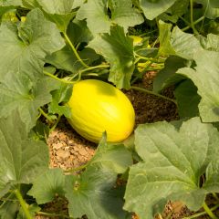 Honingmeloen Jaune Canari 2 BIO