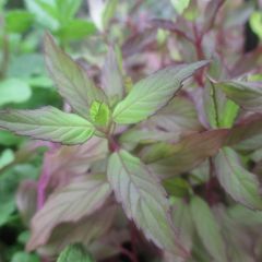 Ananasmunt - Mentha suaveolens Ananas