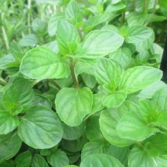 Pepermunt Chartreuse BIO - Mentha piperita Chartreuse