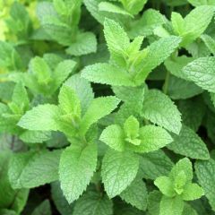 Marokkaanse munt Nannah (jonge planten)