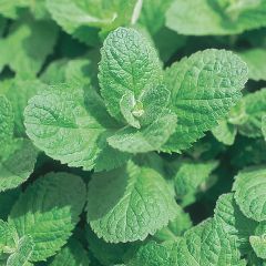 Appelmunt - Mentha suaveolens Applefruit