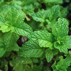 Spaanse munt BIO - Mentha spicata Spanish  (jonge planten)
