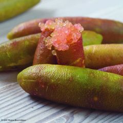 Vingerlimoen (groene zaadkorrels) - Microcitrus australasica
