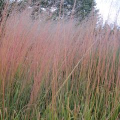 Molinia arundinacea Windsaule - Pijpenstrootje