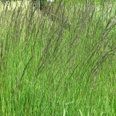 Molinia caerulea arundinacea Fontäne - Pijpenstrootje