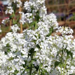 Lunaria annua Alba - Judaspennig