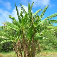 Musa itinerans Mekong Giant - Wandelende banaan