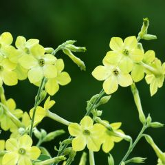 Nicotiana alata Lime Green (zaad) - Siertabak
