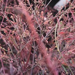 Nandina domestica Plum Passion - Hemelse bamboe