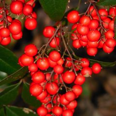 Nandina domestica Richmond - Hemelse bamboe
