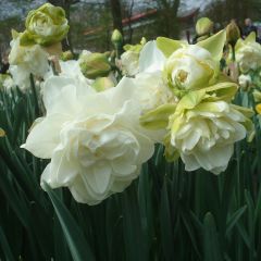 Narcissus Obdam - Dubbele narcis