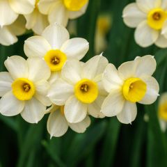 Narcissus Minnow - Dwergnarcis