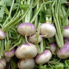 Knolraap Vroege met heel blad - Vilmorin
