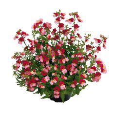 Nemesia Sunsatia Plus Berry Delight - Elfenspiegel