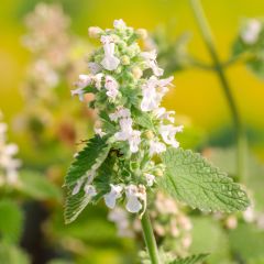 Nepeta cataria Citriodora - Kattenkruid