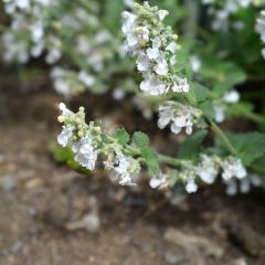 Nepeta racemosa Snowflake - Kattenkruid