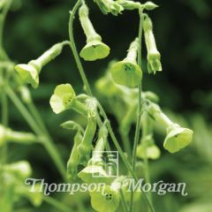Nicotiana langsdorffii (zaad) - Siertabak
