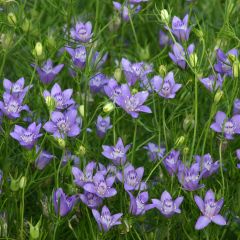 Nigella garidella Blue Stars (zaad) - Juffertje-in-het-groen