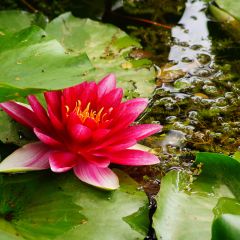 Nymphaea Attraction - Waterlelie