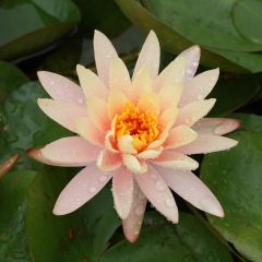 Nymphaea Aurora - Waterlelie