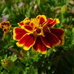 Afrikaantje - Tagetes patula Queen Yellow Fire (plugplanten)