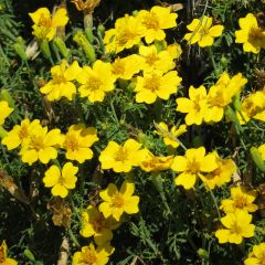 Citroenafrikaantje - Tagetes tenuifolia Lemon Gem (zaad)