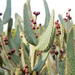 Opuntia engelmannii linguiformis - Schijfcactus