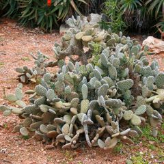 Opuntia microdasys - Konijnenoren