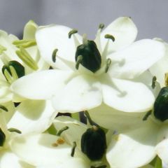 Ornithogalum arabicum - Vogelmelk