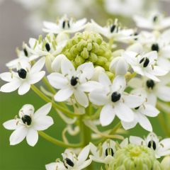 Ornithogalum saundersiae - Vogelmelk