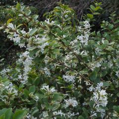 Osmanthus delavayi - Schijnhulst