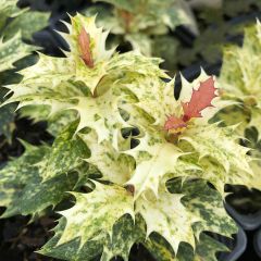 Osmanthus heterophyllus Tricolor - Schijnhulst
