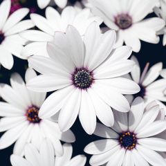 Osteospermum Wit - Spaanse margriet