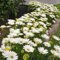 Osteospermum Summersmile Cream - Spaanse margriet