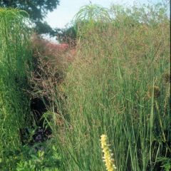 Panicum virgatum Heavy Metal - Vingergras