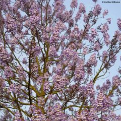 Paulownia fortunei Fast Blue - Anna Paulownaboom