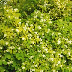 Philadelphus coronarius Aureus - Boerenjasmijn