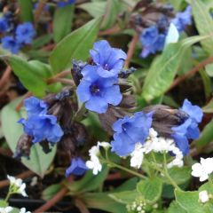 Pulmonaria Blue Ensign - Longkruid