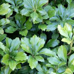 Pachysandra terminalis Green Sheen - Schaduwkruid