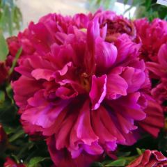 Paeonia lactiflora Inspecteur Lavergne - Pioenroos