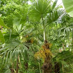 Trachycarpus fortunei - Chinese waaierpalm